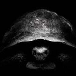 Gradatim Ferociter logo