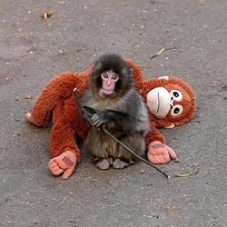 オランママ (Oran Mama) logo