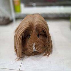 ディカプリオ logo