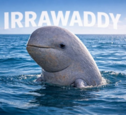 Irrawaddy dolphin logo
