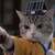 catfu
