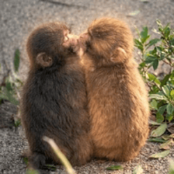 モモちゃん (Momo-chan) logo