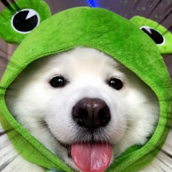 Shiro the FrogDog logo