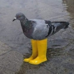 Pigeon In Yellow Boots logo