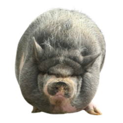 Nikepig logo