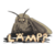 moth