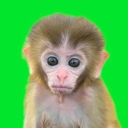 Baby Monkey logo