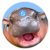 hippo