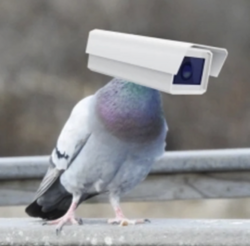 Pigeon Tech logo