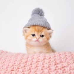 Kitten Wif Hat logo