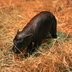 New Born Haggis Pygmy Hippo logo