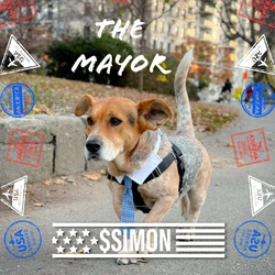 Simon for NYC  dog Mayor logo