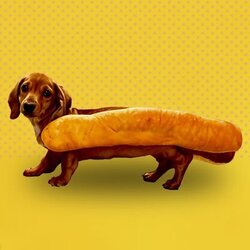 Hot Doge logo