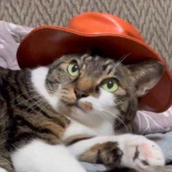 Cat Wif Hat logo