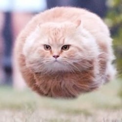 Hover Cat logo