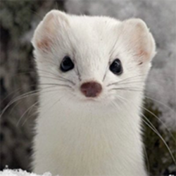 White Mountain Ermine logo