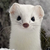 ermine