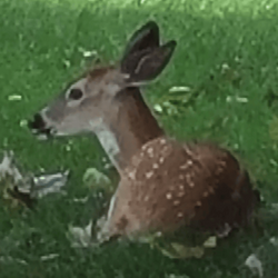 Deer Seized by US Government logo