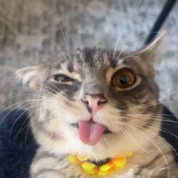 Rigby The Cat logo