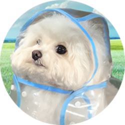 COAT DOG logo