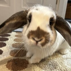 Solport Tom's bunny Lola logo