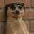 meerkat