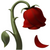 rose