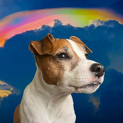 ADOPT logo