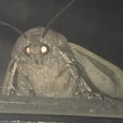 Moth logo