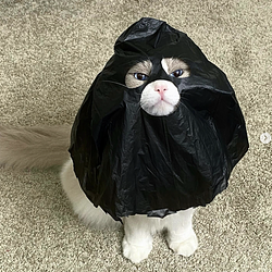 catwifbag logo