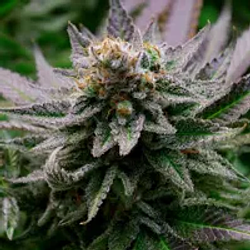 CANNABIS logo