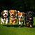 puppies