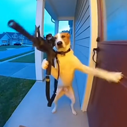 Animals Wif Guns logo