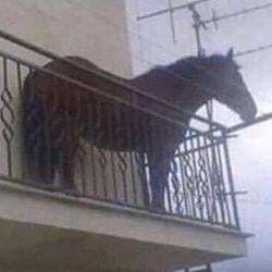 year of the horse logo