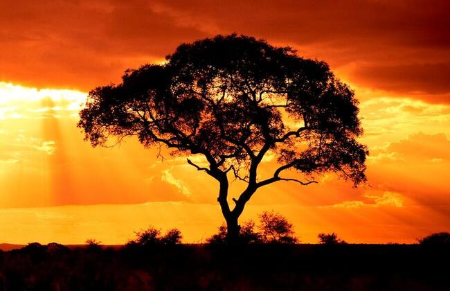 WisdomTree étend l'accès aux fonds tokenisés à Solana dans le cadre d'une initiative multichaîne