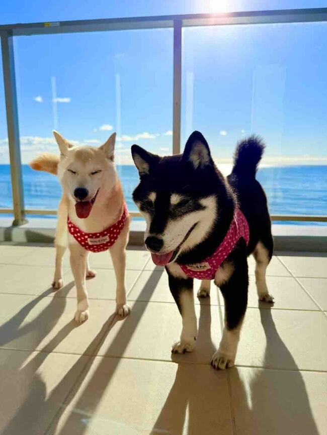 KABOSU: Regina Resort Kamogawa: Ocean, Terrace, Family Time