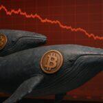 Ballenas de bitcoin aprovecharon la caída a USD 60.000 para recargar sus wallets