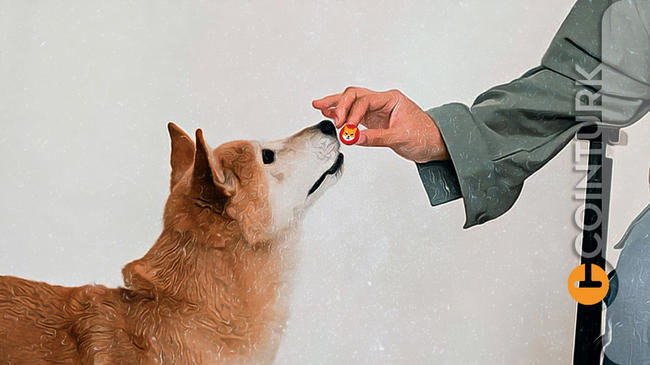 Shiba Coin’in Masalı Bitti, Veriler Berbat! Shiba Inu Neden Başarısız Oldu?
