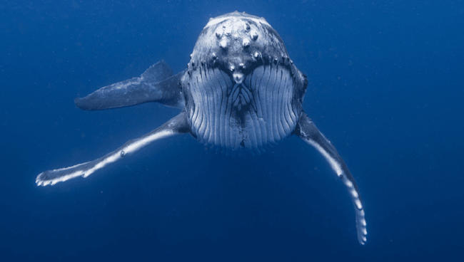 Bu Altcoin Balinaları Sınırı Zorluyor: Daha Fazla Yükseliş Gelebilir!