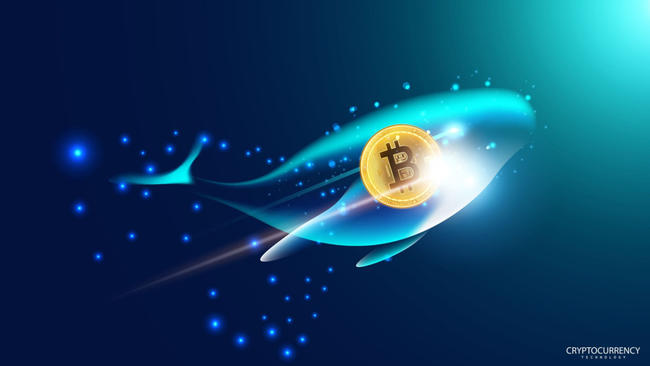 Bitcoin-Rallye voraus? Haie & Wale häufen BTC und USDT an