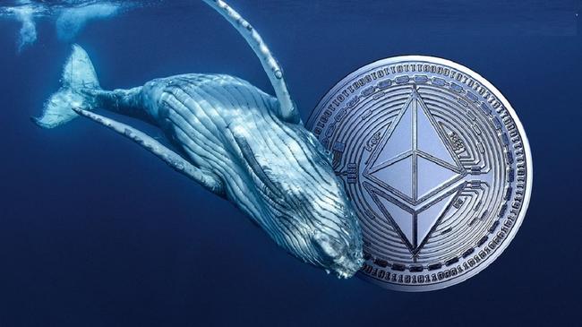 Ethereum Balinaları Harekete Geçti: ETH’leri Topluyorlar!