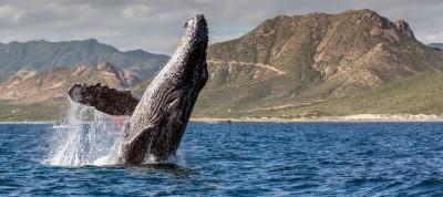 Chanlink растет благодаря высокой китовой активности