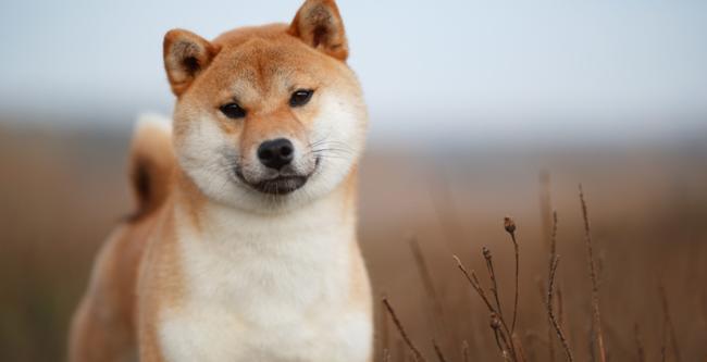 Shiba Inu’dan Ekim rekoru: Yüzde 422’lik artış gündemde