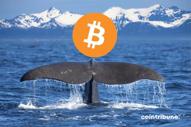 Bitcoin – Une mystérieuse « whale » achète sans compter depuis un mois