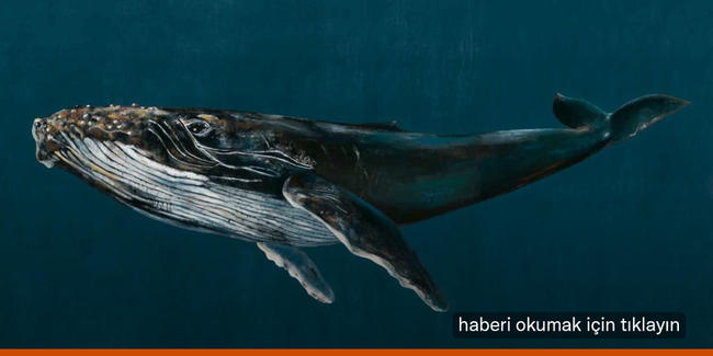 Kripto balinası, üç günde 187 milyon dolar biriktirdi