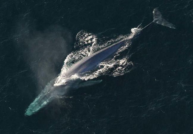 Santiment: Whales kopen Ethereum in een recordtempo op