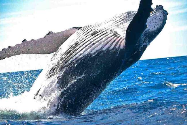 Chainlink-whales bewaren steeds meer in hun LINK-wallets