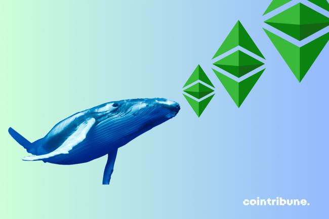 Crypto : Cette baleine Ethereum a accumulé de grosses réserves !