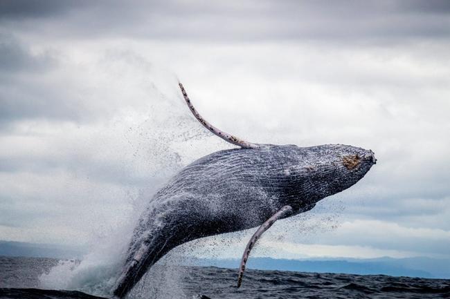 Bybit Research: Instytucjonalne wieloryby podwoiły zasoby Bitcoina. Nie chcą Ethereum i altcoinów