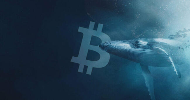 Az újonc bitcoin bálnák profitja brutálisan megugrott